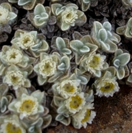 Helichrysum pagophilum leaves